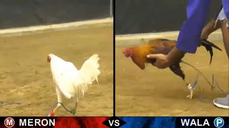 Bí Kíp Cách Chơi Đá Gà Sabong Tại AZ888 Từ Cao Thủ Philippines